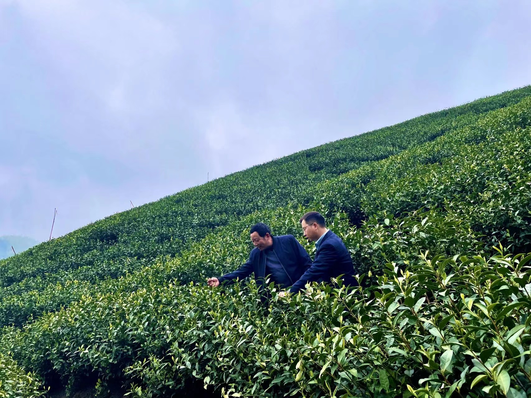 民生银行杭州分行客户经理与茶农一起走访茶园.jpg